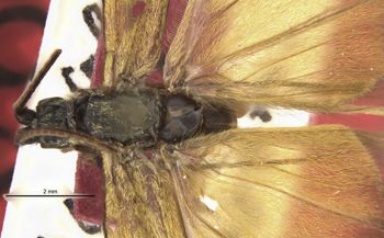 Media type: image;   Entomology 11799 Aspect: habitus dorsal view